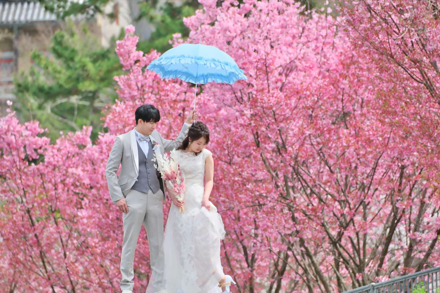 桜と菜の花でのウエディングフォトは天気と開花でドキドキ | 記念写真